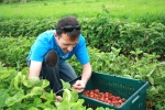 Art (awesome Urban Farmers volunteer) picking strawberries